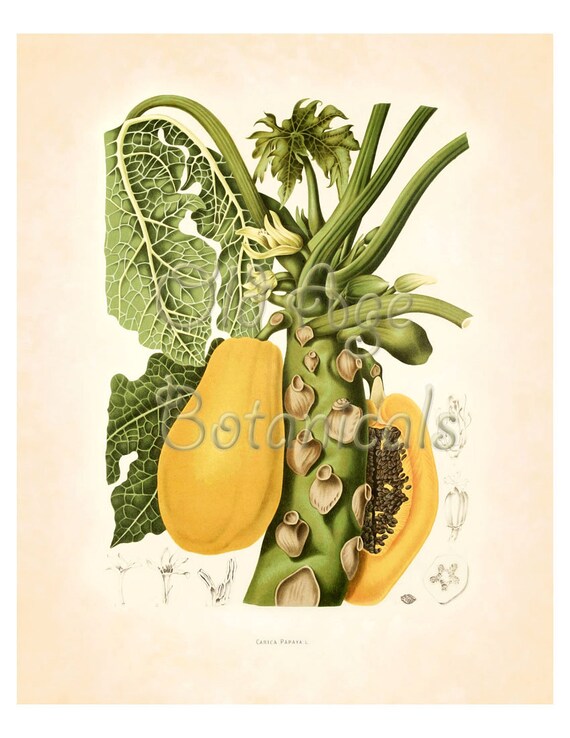 FRUTA imprime x 10 botánicos antiguos arte Carica Papaya Papaya