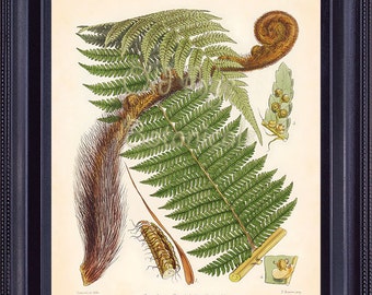 FITCH Fern Botanical Print 8x10 Vintage Antique Engraving Art Plate Plant CYATHEA Terrestrial Tree Plant Room Wall Decor FC0402