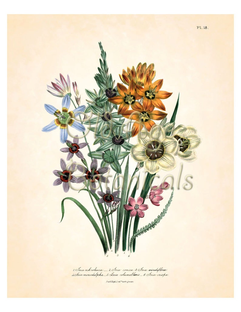 Jane LOUDON Botanical Print 8x10 Vintage Floral Art Plate 18 - Etsy