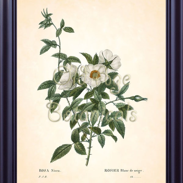 CHEROKEE ROSE Rosa laevigata Rosa Nivea by Pierre Redoute Antique Botanical 8x10 Art Print Vintage plant Plate Flowers Home Decor BF1341