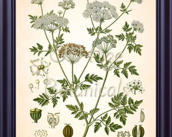 Kohler Botanical Print 8x10 Antique Art Vintage Plate CONIUM MACULATUM  Poison Hemlock Medicinal Plants 1887 Kitchen Wall Art Decor BF0744
