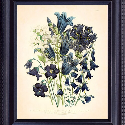 Jane LOUDON Botanical Print 8x10 Vintage Art Plate Blue White Etsy