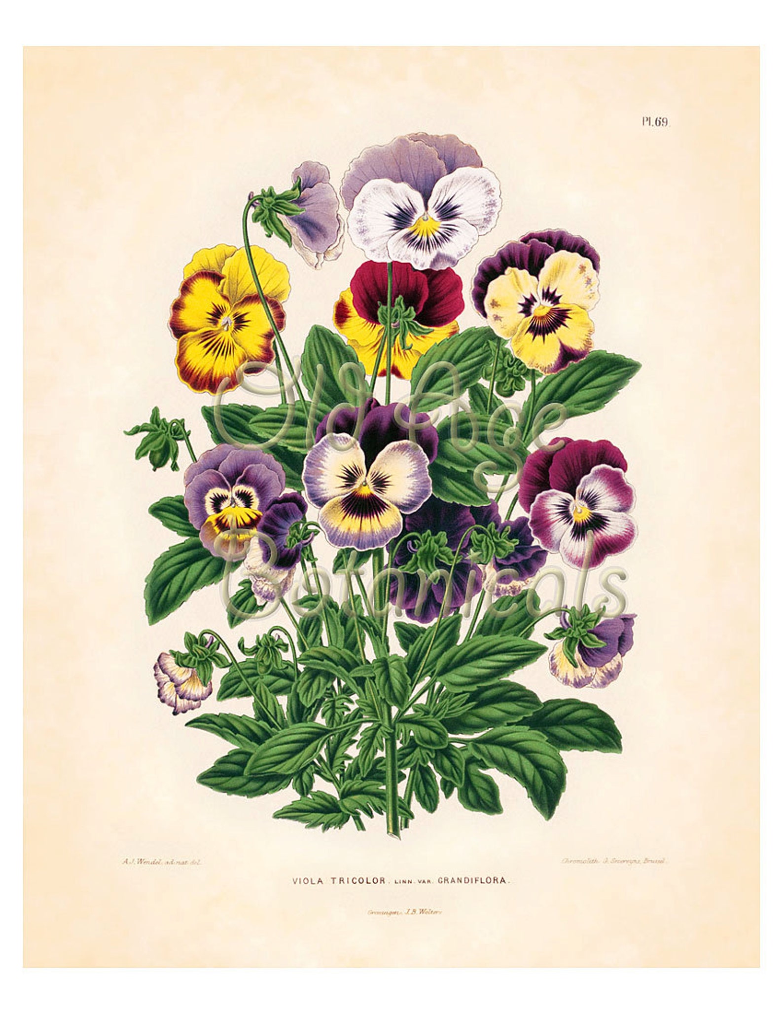 BOTANICAL PRINT Witte Vintage Art Plate Viola Tricolor or Wild - Etsy