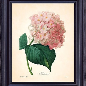 Antique French REDOUTE Botanical Print Light Pink Hydrangea HORTENSIA Large Vintage Flower Plate 8x10 Art Print Home Decor Wall Art BF1316