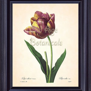 REDOUTE Antique Botanical 8x10 Art Print Large Red TULIP French Vintage ...