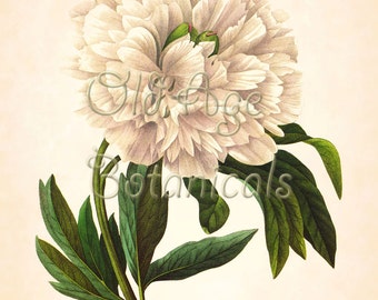 REDOUTE 11x14 Botanical Art Print Antique Engraving Plate 102 Floral Old Prints White Large PEONY Peonies Flowers Vintage Wall Decor LBF1318