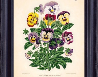 BOTANICAL PRINT Witte Vintage Art Plate Viola Tricolor or Wild Pancy Colorful Burgundy Red Pink Lilac Yellow Flowers BF0802