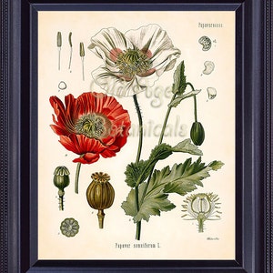 KOHLER Botanical Print 8x10 Papaver Somniferum Opium Poppy Antique Vintage Art Painting 1887 Plate Red FLower Seeds BF0701