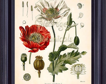 KOHLER Botanical Print 11x14 Papaver Somniferum Opium Poppy