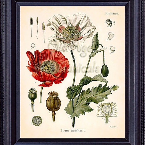 KOHLER Botanical Print 8x10 Papaver Somniferum Opium Poppy - Etsy