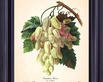 REDOUTE Antique French Fruit Print White GRAPES Grape 8x10 Art Print Vintage Botanical Plate 114a Summer Garden Kitchen Wall Decor  FV1337