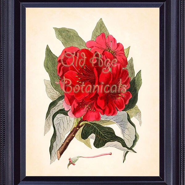 BOTANICAL PRINT Clark Vintage Plate 8x10 Antique Art Bright Red  Rhododendron Large Bold Colorful Flower Vase Bouquet Most Beautiful BF0501