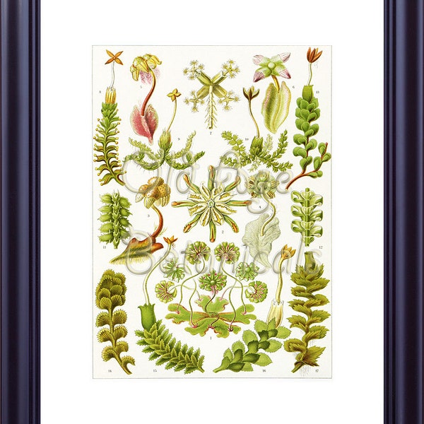 Ernst Haeckel HEPATICAE 11x14 Botanical Print Vintage Art Plate 82 Buttercup Liverwort Plants Green Marchantia Luxury Home Decor LP0105