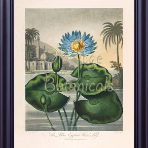 Botanical Print The Blue Egyptian Water LILY Lotus Beautiful Vintage Flower Large 11x14 Art Print THORNTON Temple of Flora Home Decor LP0066