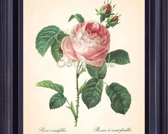 REDOUTE Botanical 8x10 Art Print Antique French Flower Pink ROSE Plate 118 Wal Art Summer Garden Vintage Home Room Decor Illustration BF1325