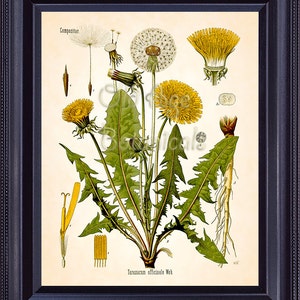 KOHLER Botanical Print 8x10 Vintage Antique Art Plate Chart Taraxacum DANDELION Yellow Flowers Kitchen Wall Art Decor Illustration BF0740