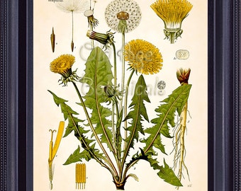 KOHLER Botanical Print 8x10 Vintage Antique Art Plate Chart Taraxacum DANDELION Yellow Flowers Kitchen Wall Art Decor Illustration BF0740