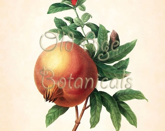 REDOUTE Antique French Fruit Print Large Red POMEGRANATE 11x14 Art Print Vintage French Botanical Plate 50 Room Kitchen Wall Decor LFV1326