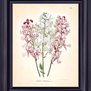Botanical Print WITTE 8x10 Vintage Art Blooming Dictamnus Wight Pink Beautiful Flowers Plant Floral Room Wall Decor for Framing BF0804