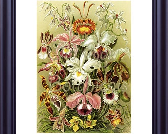 Ernst Haeckel 11x14 Botanical Print Orchids Cypripedium Flowers Vintage Art Plate Lithograph Illustration Luxury Room Home Wall Decor LP0104