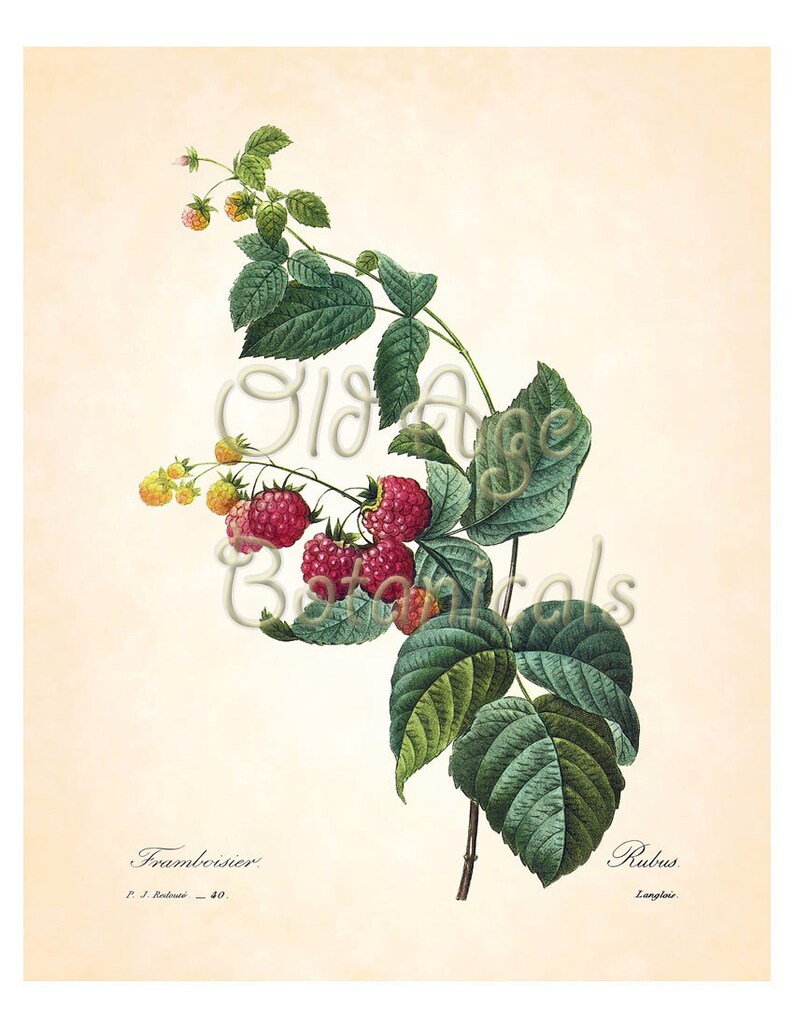 REDOUTE Antique French Fruit Print Red RASPBERRY Raspberries 8x10 Art Print Vintage Botanical Plate 40 Summer Garden Home Wall Decor FV1327 image 2