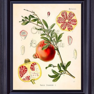 KOHLER Botanical Print 8x10 Vintage Antique Art Plate Chart Red POMEGRANATE Fruit Medicinal Plant Seeds Kitchen Wall Decor to Frame BF0712