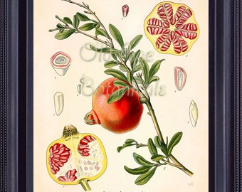 KOHLER Botanical Print 8x10 Vintage Antique Art Plate Chart Red POMEGRANATE Fruit Medicinal Plant Seeds Kitchen Wall Decor to Frame BF0712