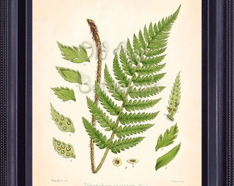 Fern Print FITCH 8x10 Botanical Vintage Inspired Antique Art Plate POLYSTICHUM Green Leaves Plant Room Wall Decoration Decor FC0408