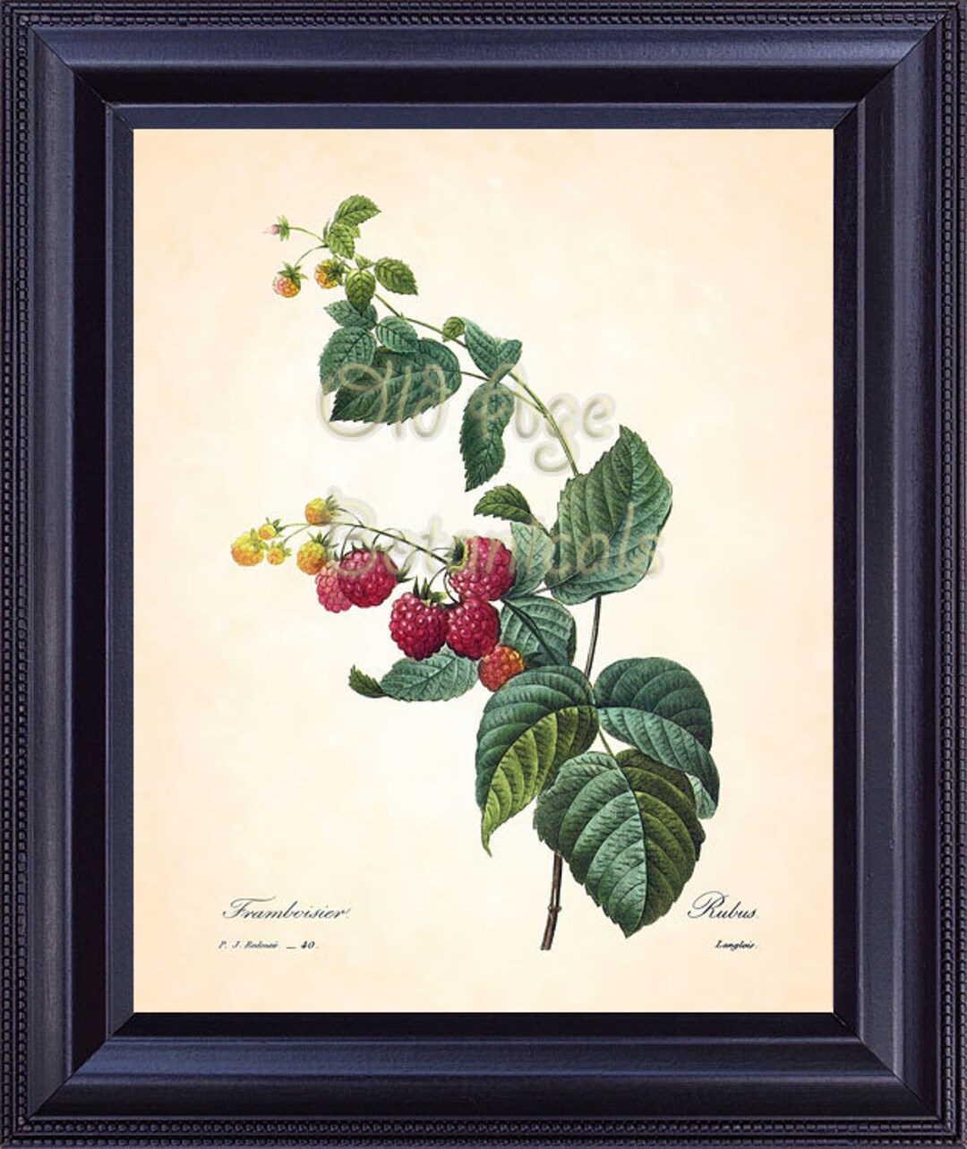REDOUTE Antique French Fruit Print Red RASPBERRY Raspberries 8x10 Art ...