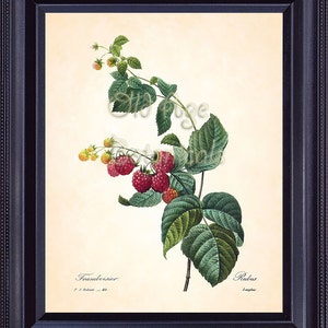 REDOUTE Antique French Fruit Print Red RASPBERRY Raspberries 8x10 Art Print Vintage Botanical Plate 40 Summer Garden Home Wall Decor FV1327