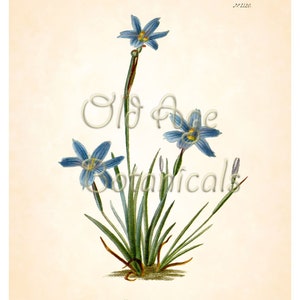 Sisyrinchium Anceps Texas BLUE EYED GRASS Flower Botanical 8x10 Art Print Vintage Plate Antique Ornamental Plant Wall Home Decor BF2301 Bild 3