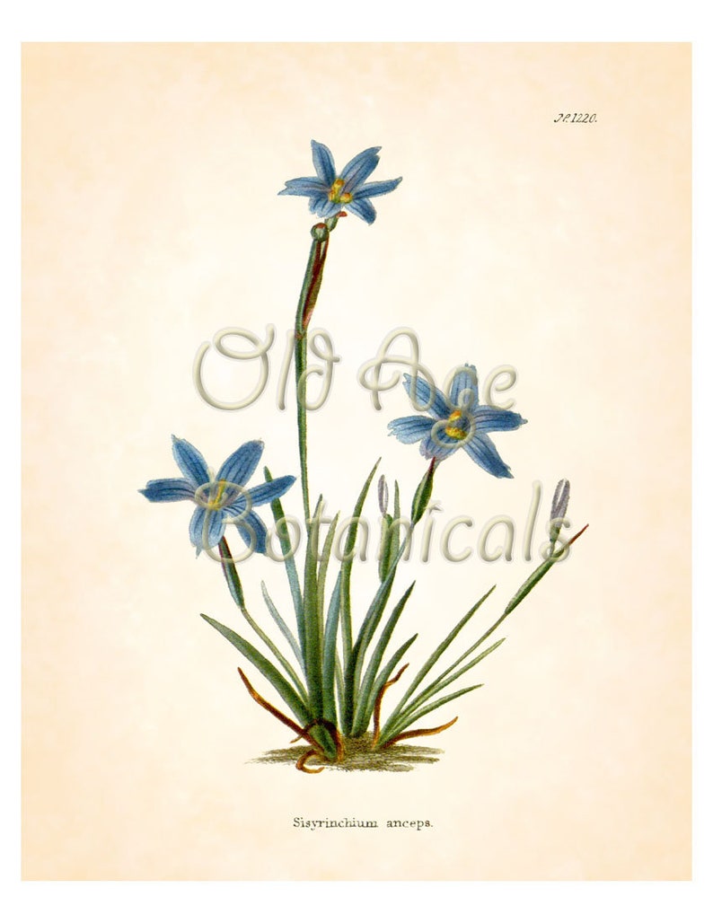 Sisyrinchium Anceps Texas BLUE EYED GRASS Flower Botanical 8x10 Art Print Vintage Plate Antique Ornamental Plant Wall Home Decor BF2301 Bild 3