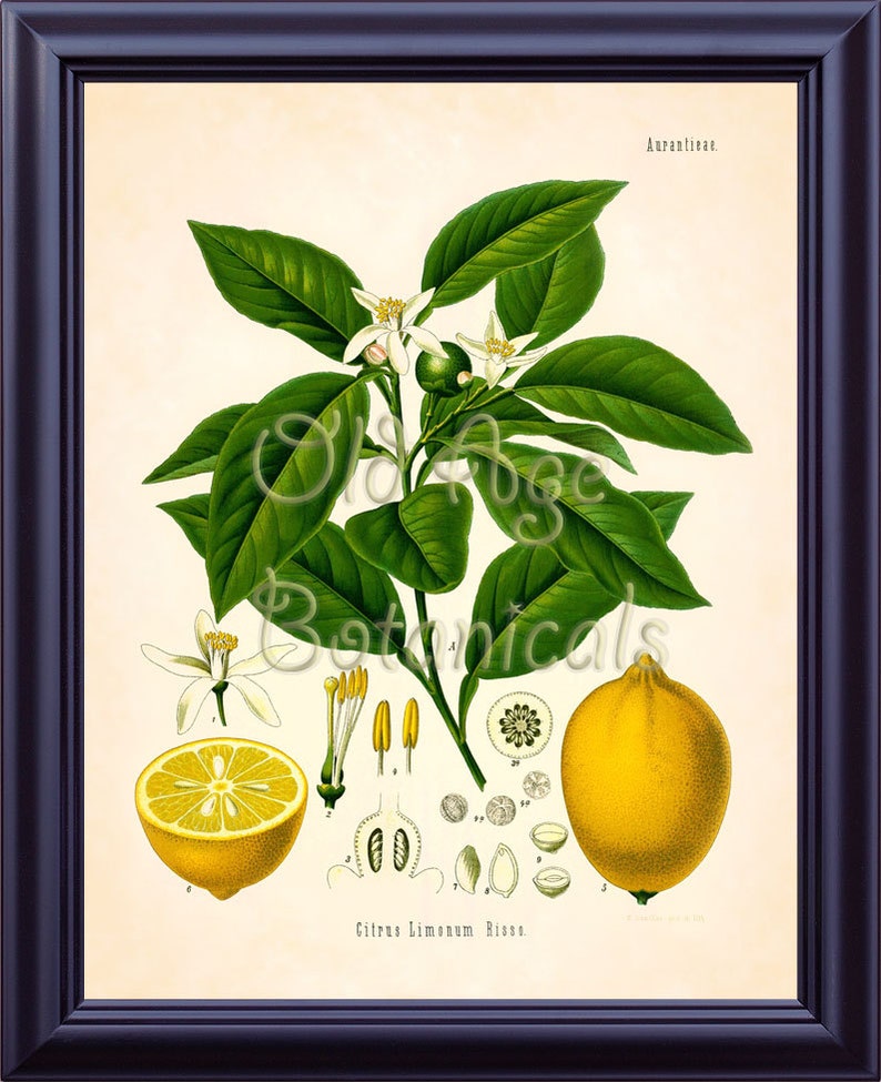 KOHLER 11x14 Botanical Print Vintage Art Plate Chart Yellow Pale Orange Citrus Lime Lemon Tree Kitchen Room Wall Decor To Frame LP0703 image 1