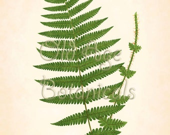 Fern Print Lowe 11x14 Botanical Vintage Antique Art Plate ASPIDIUM OREOPTERIS Plant Nature Home Decor Illustration Reproduction LFC0303