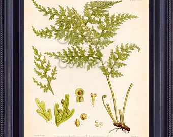 Fern Print FITCH 8x10 Botanical Vintage Antique Art Plate HYMENOPHYLLUM Green Thin Leaves Plant Room Wall Decor Illustration FC0404