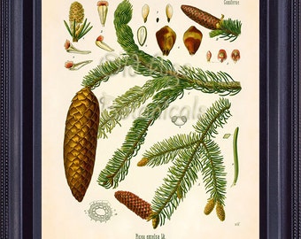 KOHLER Botanical Print 8x10 Vintage Art Norway European Spruce Pine Large Cones Evergreen Coniferous Tree Plate Chart Decor to Frame BF0705