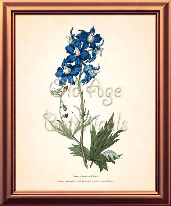 Vintage Print, CADELARI, c1810,Botanical, TURPIN | eBay