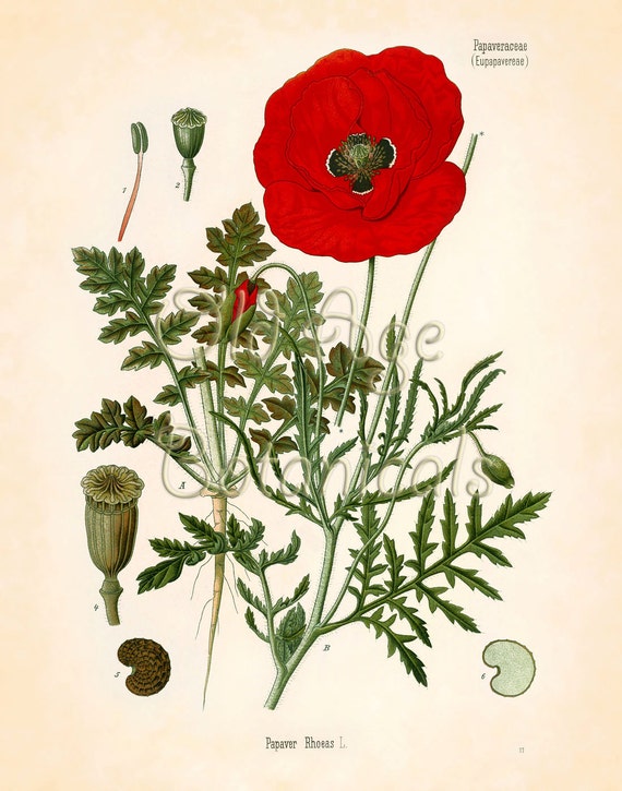 Botanical Print KOHLER 11x14 Papaver Rhoeas Red Poppy Vintage Art