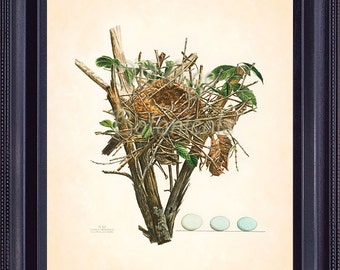 Bird Nest Eggs Print 8x10 Vintage Antique Botanical Art Print Plate 14 Forest Tree Branch Natural History Home Decoration Room Decor BN0102