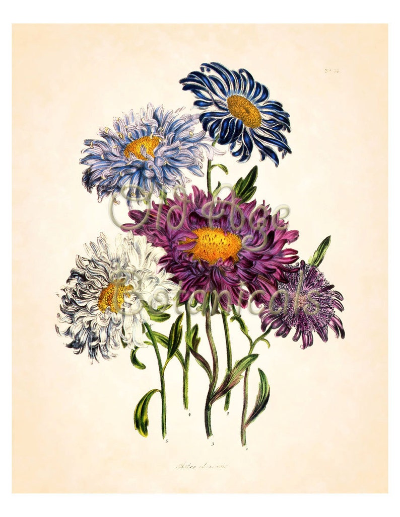 Jane LOUDON Botanical Print China ASTER Vintage Antique 8x10 - Etsy