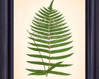 Fern Print Lowe 8x10 Botanical Vintage Antique Art Plate ASPIDIUM UNITUM Plant Nature History Engraving Green Leaves Giclee FC0304