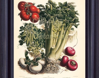 Vegetable GARDEN 8x10 Print Vintage Botanical Art FRENCH Plate 45 Tomatoes Celery Pea Turnips Seed Plants Kitchen Wall Decor FV0201