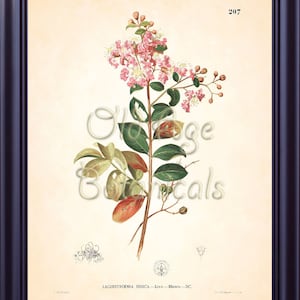 Antique Botanical 8x10 Art Print Texas CRAPE MYRTLE TREE Lagerstroemia Indica Vintage Plate Flowers Home Decor Illustration BF2103