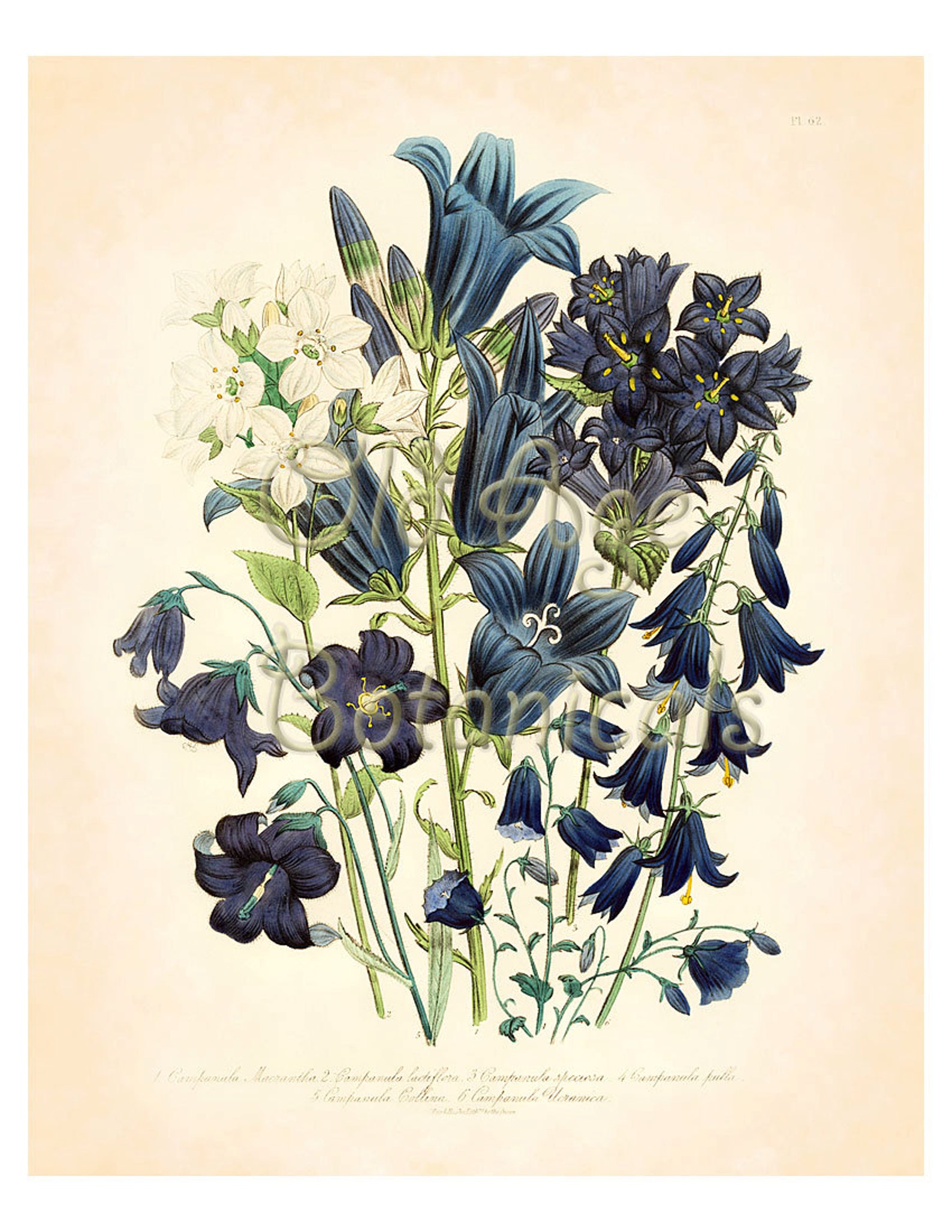 Jane LOUDON Botanical Print 8x10 Vintage Art Plate Blue White - Etsy