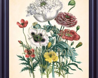 May include: A vintage botanical illustration featuring a bouquet of poppies in various shades of red, white, and yellow. The flowers are depicted with intricate detail, showcasing their delicate petals and vibrant colors. The illustration is labeled with the scientific names of the poppies, including Papaver orientale, Papaver somniferum, and Papaver nudicaule.