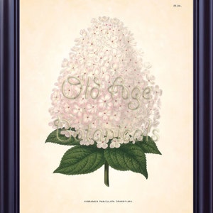 Botanical Vintage 8x10 Print Large White HYDRANGEA Antique Flower WENDEL Plate 26 Art Room Wall Decor Interior Design to Frame BF0306