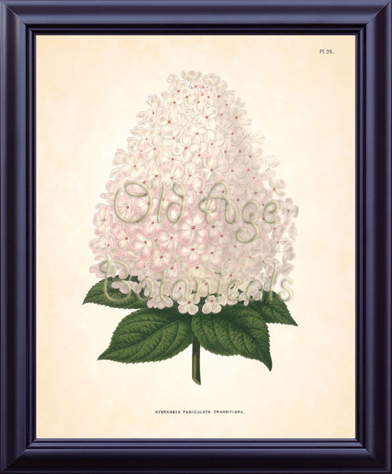 Botánica Vintage 8 x 10 imprimir Hortensia blanco grande flor - Etsy México