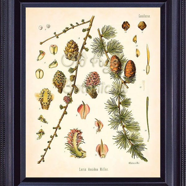 Botanical Print 8x10 KOHLER Vintage Art European Larch Cones Evergreen Ornamental Coniferous Tree Antique Plate Chart Interior Design BF0710