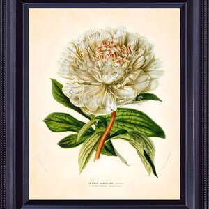 HOUTTE Botanical Print 8x10 Vintage Art Print White PEONY Antique Engraving Flower Hand Colored Lithograph to Frame Wall Decor BF0612