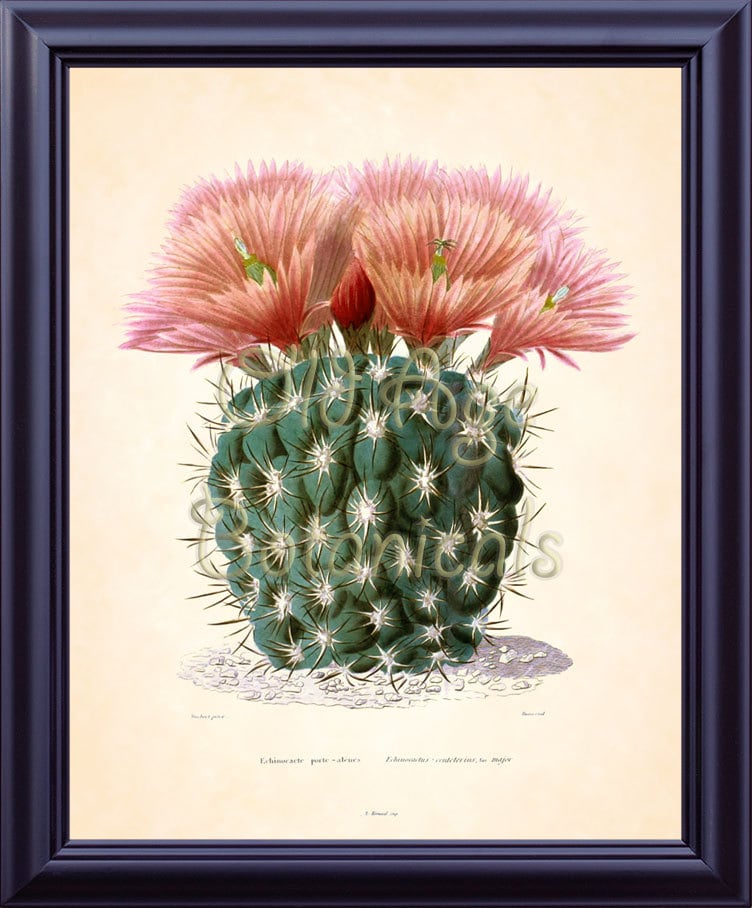 German Large CACTUS Print Antique 8x10 Botanical Art Print Round Green Plant Huge Pink Flowers Vintage Illustration Art Wall Decor FC1504